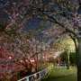 仕事帰りに真岡市・城山公園の桜を偵察 一部の木は割りと良い感じに咲いてました 全体としては3～4分咲きといった感じかな 満開になるのは週明けか？