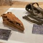 【那須野が原博物館 大恐竜展Ⅱ】プラテオサウルスとディプロドクスの頭骨 