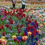 【とちぎわんぱく公園】この花壇が無料で開放されているというのがすげぇ そりゃあ人が来るわけだ 壬生町見直しますたｗ