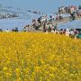 【ひたち海浜公園】菜の花畑から丘を望む 脚立を持ってくるんだった...(;´Д｀)