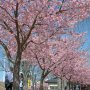 【宇都宮城址公園の河津桜】やっぱり梅と違って桜はびっしりと枝に花を付けるので実に絵になる♪