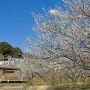 職場近くにある市貝町 観音山梅の里 今年はやっと咲き出したくらいかなー