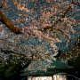 【宇都宮市・二荒山神社の桜】暗くて良く分かりませんでしたがまだ蕾の花がちらほらあるので来週半ばくらいまでは散らずに保ってくれるかなぁ