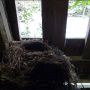 Mooi gelegen woonruimte te huur! #nest #wonen #vogels #lente #voorjaar
