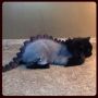 How to shave your cat into a dragon. *just got inspired*
