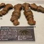 【那須野が原博物館 大恐竜展Ⅱ】こちらはトリケラトプスの足の骨