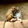 @CherryJulie @75judi too...much .....cute.... Mustn't let side down.....ooop... too late! 
