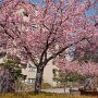 【宇都宮城址公園の河津桜2017】花咲けば見上げてしまうのがやはり人情というものです♪