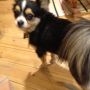 昨日ワタシが強烈な逆突き指をしたら、今日は愛犬カイオーの右足がおかしい。ビッコひいて歩いてる。。どーした！？カイオー！？