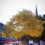 Herbst 🍂🍂
#herbst #fall #herfst #automne