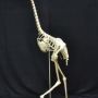 @qikipedia @PaoloViscardi though I can't see the number of toes so a big bird? 