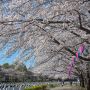 【桜紀行2014】群馬県館林市・つつじが丘公園の桜 歩道にはぎっしりと敷き詰められた満開の桜