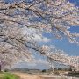 【栃木の桜】栃木市・金崎思川堤の桜並木 旧西方町の思川河川敷に約1km連なる桜の回廊