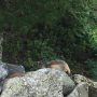 De marmot