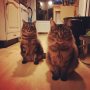 Damn majestic kitties!