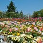 【とちぎわんぱく公園】カラフルに彩られた花壇には春がいっぱい 桜とはまた違った風情ですねぇ