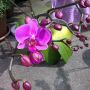 Mn roze orchidee zn 2e tak. Helemaal vol met knoppen