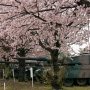 【土浦駐屯地桜まつり】まあ雨に打たれる90式戦車もなかなかオツなものじゃてｗ 