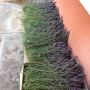 Lavendel