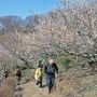 【筑波山梅林】心配だった天気も山の上はスッキリ晴れてお花見日和♪