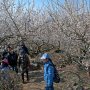 【筑波山梅林2016】梅のトンネルを皆さんどんどん登ってｸﾙ━━━(ﾟ∀ﾟ)━━━!!