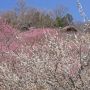 【筑波山梅林】梅に囲まれる東屋