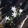 Edelweiss