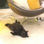 You just lie there, Angus... #cats