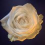 The rose looks fair 🌹