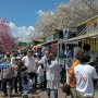 【天平の丘公園の八重桜】お昼時ともなると通路も大渋滞です 