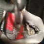 @NikeSupport pictured is what's happened in my Downshifters 4, Tailwind 4 Airmax, Dual fusion ST 2 and Relentless 2!! 
