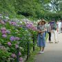 【幸手市権現堂の紫陽花】お昼近くになるとお客さんでいっぱい