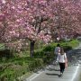 【天平の丘公園の八重桜】八重桜のトンネルをくぐる～ 