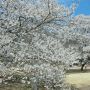 【天平の丘公園】淡墨桜は満開になったばかりなので来週後半くらいまでは見頃が続くと思われます 散り際の淡墨がかった花になるまでまだまだ楽しめますよ～