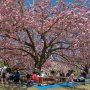 【天平の丘公園の八重桜】今週末はお天気に恵まれてホントに良かった 