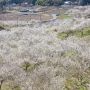 職場近くにある市貝町 観音山梅の里 今年はやっと咲き出したくらいかなー