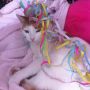 Hoera! De kat van m'n moeder is jarig. Hij is net zo impressed als McKayla tijdens de Spelen. http://bit.ly/14xT8xZ