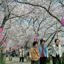 【権現堂桜堤】平日だけあってオバちゃん率高いｗ
