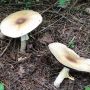 Herfst?