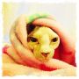 Kleine dondersteen doet schattig...dagje bank met de katjes! #Heerlijk #ZondagOpZaterdag