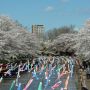 【桜紀行2014】群馬県館林市・つつじが丘公園の桜 会場の最も奥の場所で鯉のぼりの密集を狙う