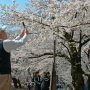 【埼玉県・大宮公園の桜】これだけ咲いてれば誰だって写真のひとつも撮りたくなるものです(ｷﾘｯ 