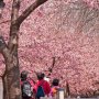 【宇都宮城址公園の河津桜2017】咲き出すのが早かった木は早くも散り始めていました 桜吹雪を浴びるのもいとおかしてな感じです 