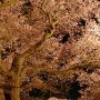 【慈光寺・赤門の桜】見上げれば桜のカーテン