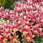 春の花といえばチューリップも捨てがたい