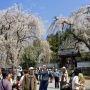 エドヒガンの古木も清雲寺の見所の一つ もうちょっと近いと行きやすいんだが...ｗ
