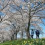 【桜紀行2014】栃木市・金崎思川堤の桜 土手の登り口には水仙も植えられています
