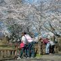 【城之内公園】狭い路地みたいな道路を一本入った所にある小さい公園なのに凄い人出でしたｗ まあここに来る気持ちは分からなくもない 桜はほんと見事だわ