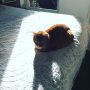 #catsofinstagram #sunbath Mientje!!!