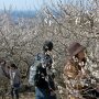 【筑波山梅林2016】現在は白梅が見頃期に入っています。今年は咲くの早いなー